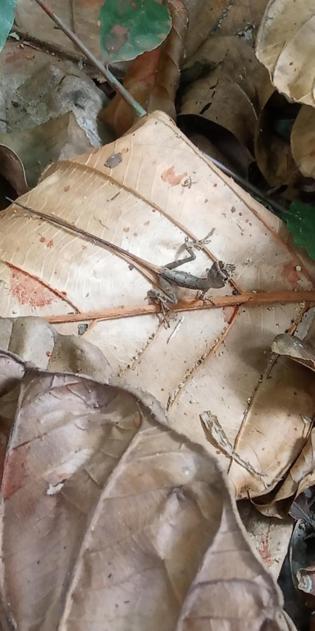 Sinharaja Hostel 114 Deniyaya Zewnętrze zdjęcie