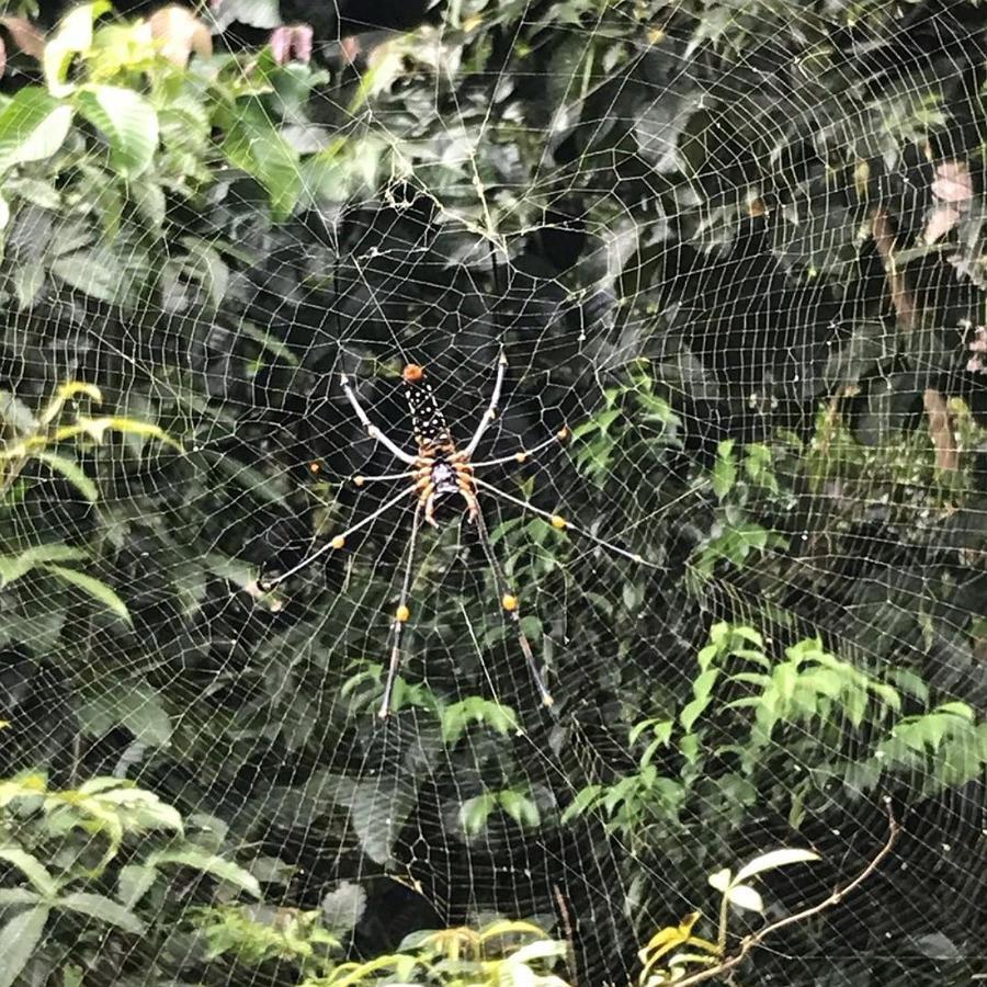 Sinharaja Hostel 114 Deniyaya Zewnętrze zdjęcie